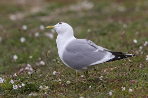 Coastal Bird Species UK Prints: Common Gull looking skyward for predators, on Havergate Island Suffolk