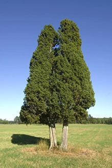 Common Juniper Prints: Common Juniper (Juniperus communis) habit, two mature trees in field, Sweden