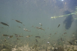 River Trent Common Minnow Print