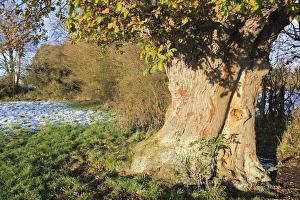 Ancient Oak Tree Prints: Common Oak (Quercus robur) ancient tree
