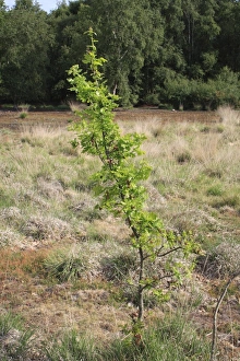 European Oak Tree Prints: Common Oak (Quercus robur) sapling