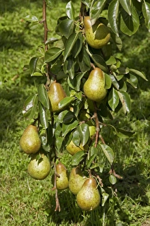 Autumn Fruits Prints: Common Pear fruit