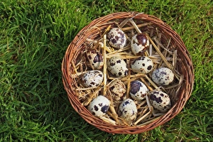 Suffolk Wildlife Photos Prints: Common Quail (Coturnix coturnix) twelve eggs, in basket, Suffolk, England, May