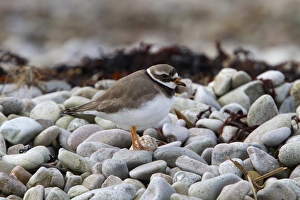Scottish Coastal Birds Prints: Common Ringed Plover on pebble beach. Isle of Jura Scotland