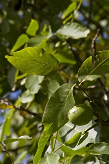 Juglans Regia Images Prints: Common walnut with fruit