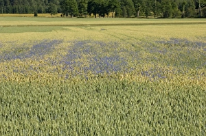 Centaurea Cyanus Images Prints: Cornflower (Centaurea cyanus) flowering, growing as weed in wheat field, Sweden