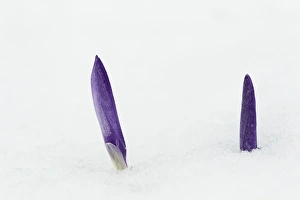 Crocus Flowers Prints: Crocus (Crocus sp. ) flowering, emerging through snow, Essex, England, february