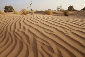 Sand Dune Formations Prints: Desert sand dune with sparse vegetation, Sahara, Morocco, may