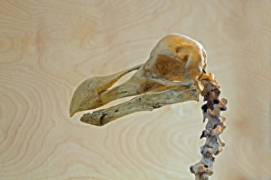 Dodo Skull Print