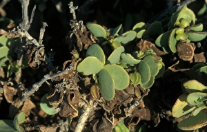 Desert Succulent Plants Prints: Dollar Bush Namibia