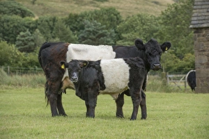 Belted Galloway Prints: Belted Galloway Cow and Calf Print