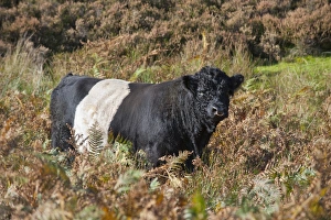 Belted Galloway Prints: Belted Galloway bull Print