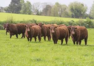 British Farming Practices Prints: Domestic Cattle, Red Ruby Devon herd, standing in pasture, Exeter, Devon, England, May