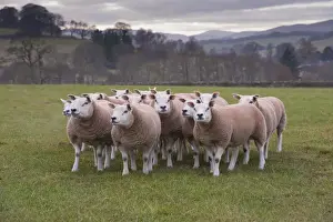 Sheep Prints: Domestic Sheep Print - Texel Gimmers in Scottish Pasture