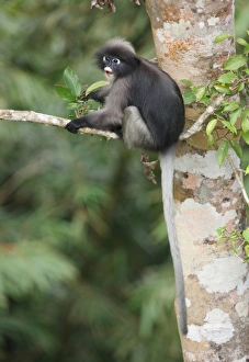 Thailand Wildlife Photos Prints: Dusky Leaf Monkey (Trachypithecus obscurus) adult
