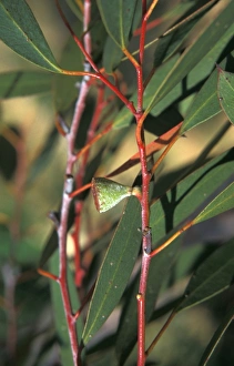 Australian Plants Prints: Eucalyptus coccifera Leaf / Lower / Fruit