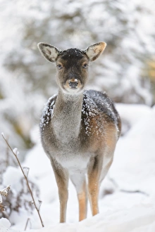 Winter Woodland Scenes Prints: Fallow Deer (Dama dama) dark form