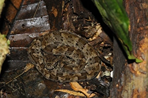 Yasuni National Park Ecuador Prints: Fer-de-lance (Bothrops asper) young