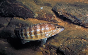 Atlantic Ocean Fish Species Prints: Fish - Comber (Serranus cabrilla)
