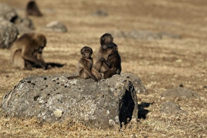 Ethiopian Mountain Landscape Prints: Gelada (Theropithecus gelada) young