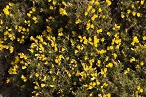 Ulex Europaeus Prints: Gorse in flower