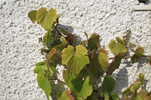 Grape Leaves Prints: Grape (Vitis vinifera) leaves and developing fruit