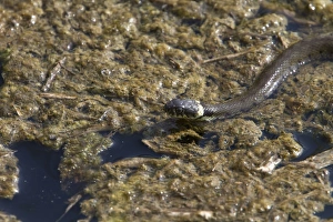 European Grass Snake Prints: Grass Snake