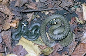 European Grass Snake Prints: Grass Snake (Natrix natrix)