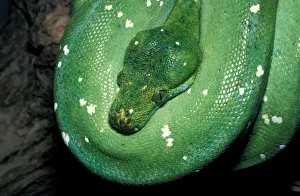 Tropical Reptiles Prints: Green Tree Python (Chondroptyhon viridis) Native New Guinea / coiled