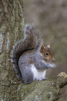 Oak Tree Wildlife Prints: Grey Squirrel with nut on oak tree