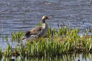 Suffolk Nature Reserve Prints: Greylag Goose - Minsmere spring