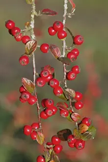 European Shrubs Prints: Himalayan Cotoneaster (Cotoneaster simonsii) close-up of berries, Powys, Wales, november