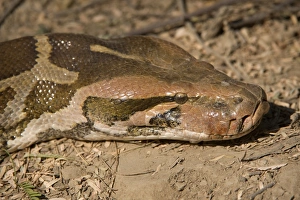 Indian Python Print - Adult Head Close-up