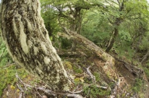 Southern Beech Forest Prints: Interior of Southern Beech (Nothofagus sp)