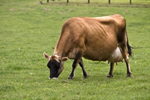 Dairy Farm Animals Prints: Jersey Cow