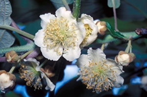 Kiwi flower print