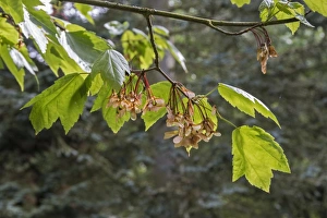 Maple Tree Leaves Prints: Leaf and fruit of Red Maple Acer rubrum