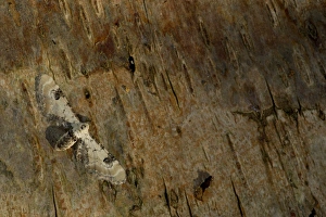 Lime-speck Pug Print, Adult Moth on Bark