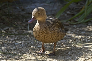 Waterfowl Pictures Prints: Madagascar Teal
