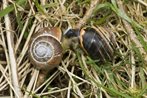 April Wildlife Photography Prints: Mating pair of dark-lipped banded snails, Cepaea nemoralis, on a damp April morning