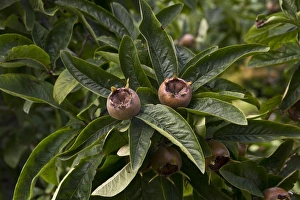 Medlar Fruit Prints: Medlar fruit and leaf