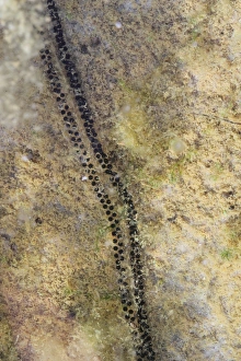 Dorset Wildlife Images Prints: Natterjack Toad (Epidalea calamita) spawn, Dorset, England, May