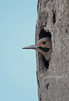 Northern Flicker Print: Adult Male at Nest Entrance