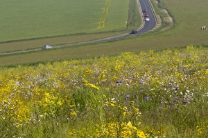 South Downs Landscape Prints: Patch of mixed arable weeds flowering