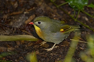 Prints of Pekin Robin Robins Prints: Pekin Robin Print