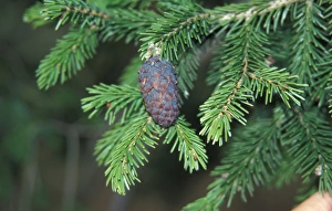 Plant Identification Guide Prints: Picea purpurea Leaf / fruit
