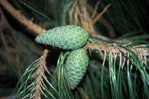 Plant Reproduction Prints: Pinus patula Fruit
