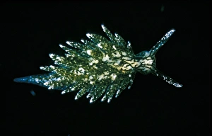 Marine Gastropod Prints: placida hermaea dendritica