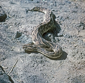 Venomous Reptiles Prints: Puff Adder (Bitis arietans) (S)