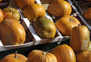 Halloween Pumpkins For Sale Prints: Pumpkin (Cucurbita sp. ) fruit